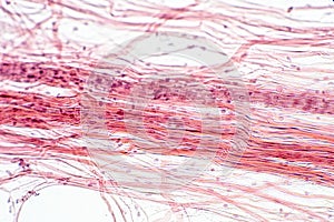Areolar connective tissue under the microscope view photo
