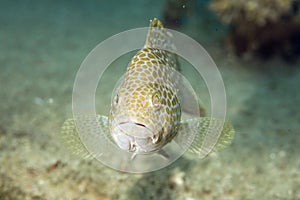 Areolate grouper