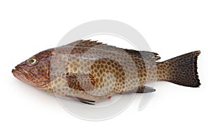 Areolate grouper