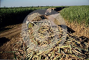 sugar cane ,harvest truc in tucuman argentina