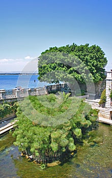 Arethusa fountain with papyrus plants in Ortygia, Syracuse (Sicily)