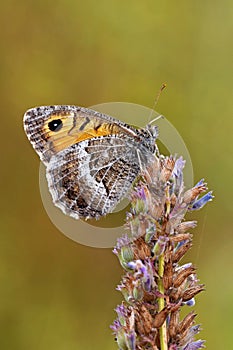 Arethusana arethusa , the false grayling butterfly , butterflies of Iran