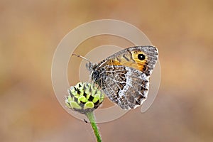 Arethusana arethusa , the false grayling butterfly , butterflies of Iran