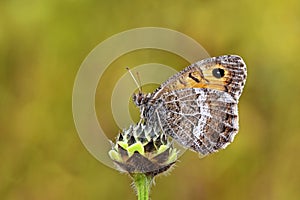 Arethusana arethusa , the false grayling butterfly , butterflies of Iran