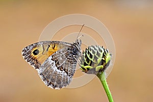  falso Junio mariposa  mariposas de irán 