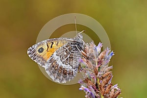  falso Junio mariposa  mariposas de irán 