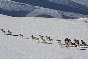 Argali Marco Polo. A flock of sheep Marco Polo in the Tien Shan mountains, in winter