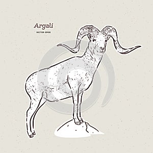 The argali, or the mountain sheep species Ovis ammon, hand draw sketch vector