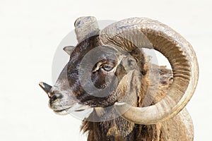 Argali sheep