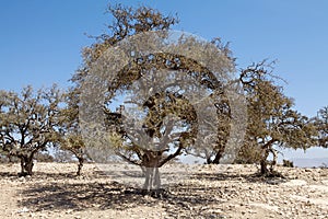 Argan (Argania spinosa)