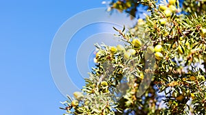 Argan fruits nuts on a branch of an Argan tree Argania spinos