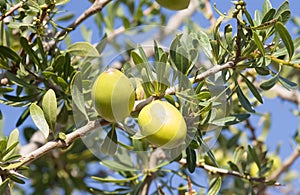 Argan nust on the trees in Morocco