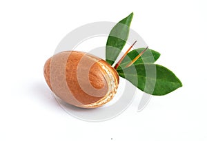 Argan nut with green leaves on isolated white background. Moroccan Argania Spinosa seed for the production of oil