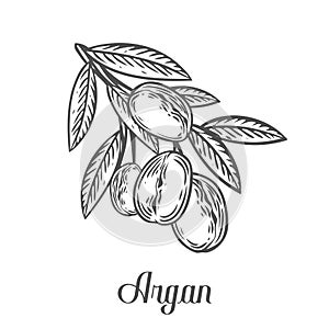 Argan nut oil, fruit, berry, leaf, branch, plant. Hand drawn engraved vector sketch etch illustration. Ingredient for hair and bod