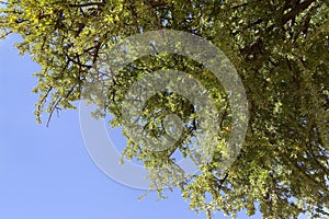 Argan nuts on Argan tree (Argania spinosa).