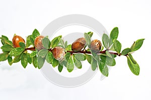 Argan nuts on a branch with green leaves and thorns on an isolated white background