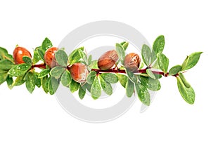 Argan nuts on a branch with green leaves and thorns on an isolated white background