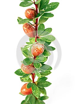 Argan nuts on a branch with green leaves and thorns on an isolated white background