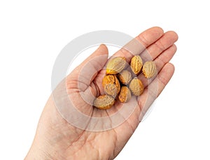 Argan Nuts Isolated, Argania Oil Seeds for Natural Organic Cosmetic, Skincare Argan Fruits