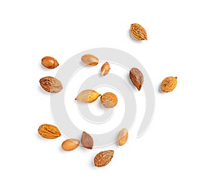 Argan Nuts Isolated, Argania Oil Seeds for Natural Organic Cosmetic, Skincare Argan Fruits