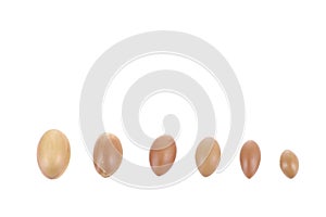 Argan nuts in a row on a white background.