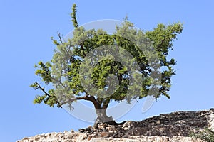 Argan tree (Argania spinosa) against clear blue sky.