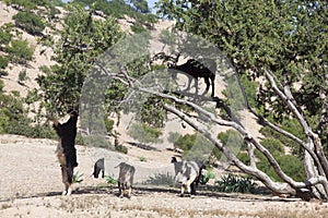 Argan tree (Argania spinosa) with goats.