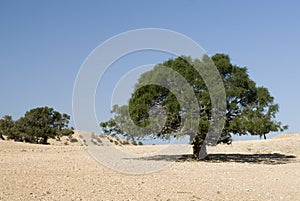 Argan tree in the desert