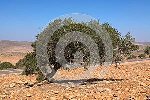 Argan tree fruit in Morocco