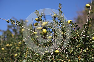 Argan tree fruit in Morocco