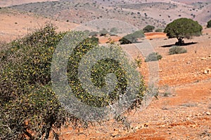 Argan tree fruit in Morocco