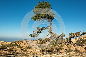 Argan tree in southern Morocco