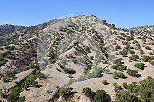 Argan trees (Argania spinosa) on a hill.