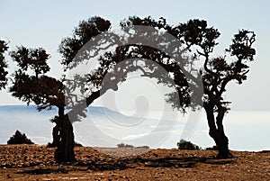 Argan trees (Argania spinosa) by the sea. Imsouane