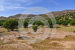 Argan trees and goats, Morocco Africa