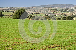 Argan trees in green field