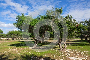 Argan trees in Morocco