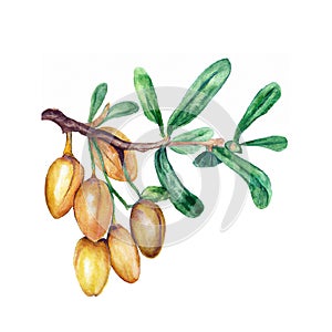 Argana, argan seeds isolated on white background. Hand drawn, watercolors. Primitive retro vintage style. Ai generative
