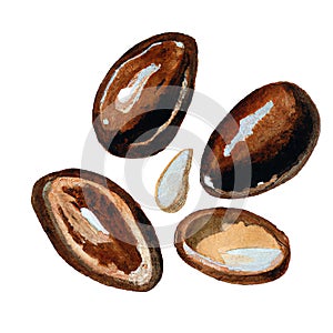 Argana, argan seeds isolated on white background. Hand drawn, watercolors. Primitive retro vintage style. Ai generative
