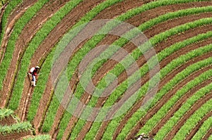 Argapura Indonesia 2018: Farmer working in their onion plantation in the morning after sunrise, West Java, Indonesia