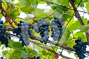 Arge bunch of grapes Aladasturi hang from a vine, Close Up of red wine grapes