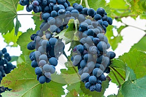 Arge bunch of grapes Aladasturi hang from a vine, Close Up of red wine grapes