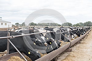 Arge cattle farm. The state farm supplies milk and meat to the entire Volgograd region