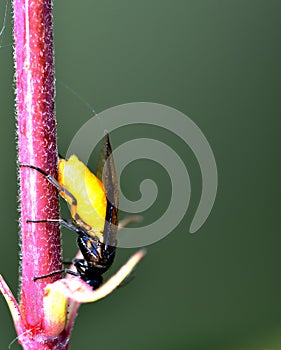Arge cyanocrocea feedling on Greenfly