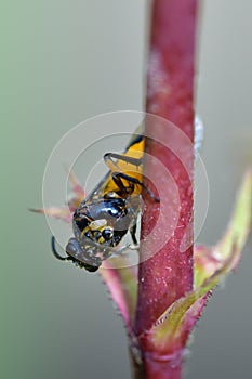 Arge cyanocrocea feedling on Greenfly