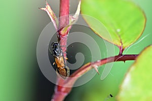 Arge cyanocrocea feedling on Greenfly