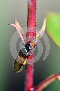 Arge cyanocrocea feedling on Greenfly