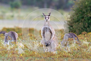 A Large Eastern Grey Kangaroo Standing Up Tall
