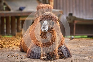 arge red camel lying resting