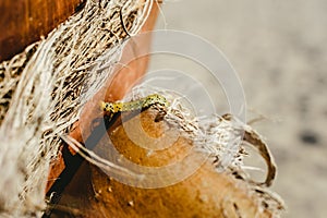 Arge rosae, caterpillar of the rose bush, close-up while moving photo